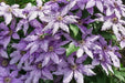 CLEMATIS General sikorski, Starter Plant, PERENNIAL VINE - Caribbean garden seed