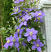 CLEMATIS General sikorski, Starter Plant, PERENNIAL VINE - Caribbean garden seed