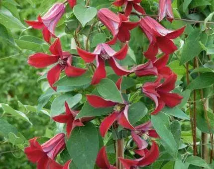 CLEMATIS Gravetye Beauty (STARTER PLANT) PERENNIAL VINE - Caribbean garden seed