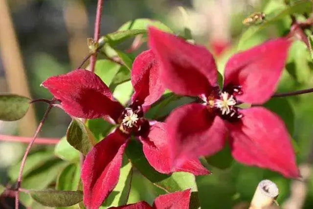 CLEMATIS Gravetye Beauty (STARTER PLANT) PERENNIAL VINE - Caribbean garden seed