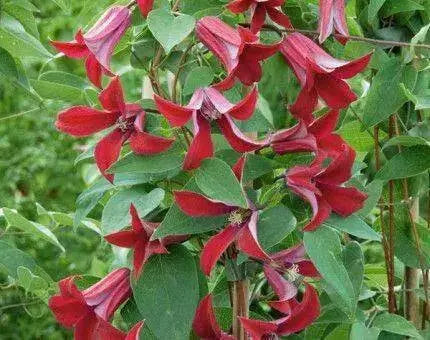 CLEMATIS Gravetye Beauty (STARTER PLANT) PERENNIAL VINE - Caribbean garden seed