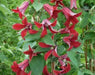 CLEMATIS Gravetye Beauty (STARTER PLANT) PERENNIAL VINE - Caribbean garden seed