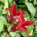 CLEMATIS Gravetye Beauty (STARTER PLANT) PERENNIAL VINE - Caribbean garden seed