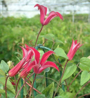 CLEMATIS Gravetye Beauty (STARTER PLANT) PERENNIAL VINE - Caribbean garden seed