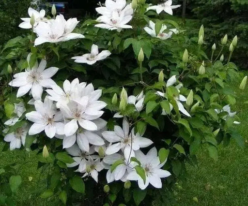 Clematis Henryi (2.5 POT PLANTS)  hardy Large-flowered Vine, Perennial - Caribbean garden seed