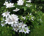 Clematis Henryi (2.5 POT PLANTS)  hardy Large-flowered Vine, Perennial - Caribbean garden seed