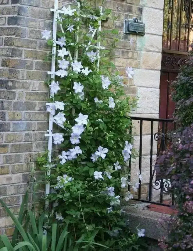 Clematis Henryi (2.5 POT PLANTS)  hardy Large-flowered Vine, Perennial - Caribbean garden seed