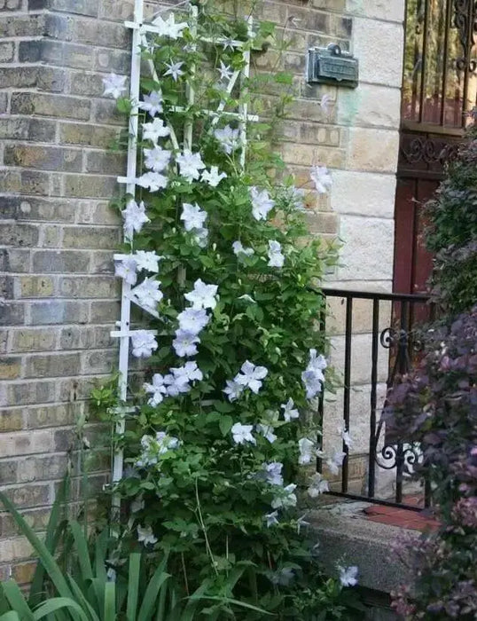 Clematis Henryi (2.5 POT PLANTS)  hardy Large-flowered Vine, Perennial - Caribbean garden seed