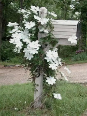 Clematis Henryi (2.5 POT PLANTS)  hardy Large-flowered Vine, Perennial - Caribbean garden seed