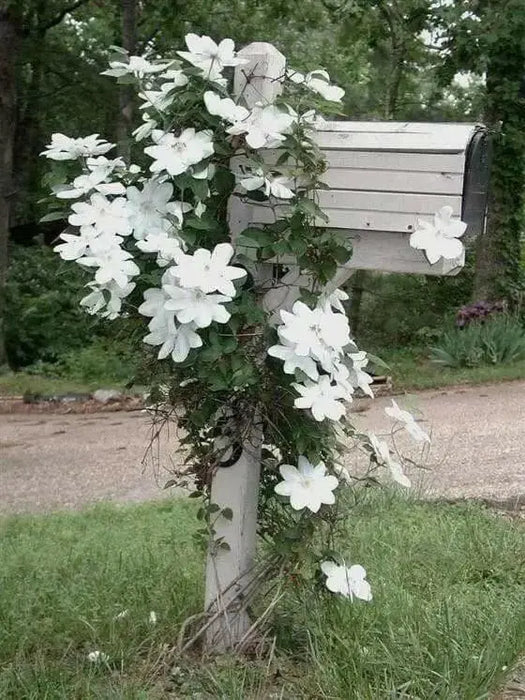Clematis Henryi (2.5 POT PLANTS)  hardy Large-flowered Vine, Perennial - Caribbean garden seed