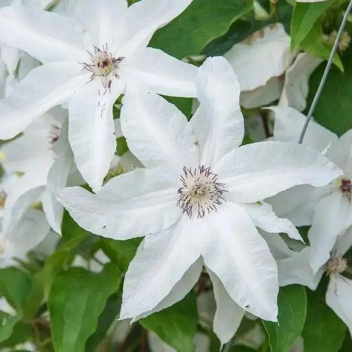 Clematis Henryi (2.5 POT PLANTS)  hardy Large-flowered Vine, Perennial - Caribbean garden seed