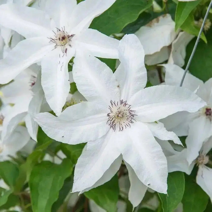 Clematis Henryi (2.5 POT PLANTS)  hardy Large-flowered Vine, Perennial - Caribbean garden seed