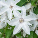 Clematis Henryi (2.5 POT PLANTS)  hardy Large-flowered Vine, Perennial - Caribbean garden seed