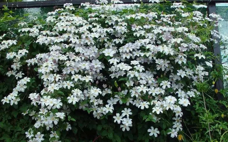 Clematis HULDINE (2.5 ' POTS Plant) PERENNIAL FLOWERS VINE - Caribbean garden seed