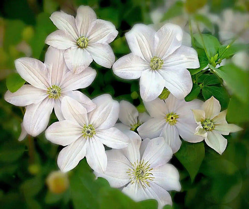 Clematis HULDINE (2.5 ' POTS Plant) PERENNIAL FLOWERS VINE - Caribbean garden seed