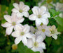Clematis HULDINE (2.5 ' POTS Plant) PERENNIAL FLOWERS VINE - Caribbean garden seed