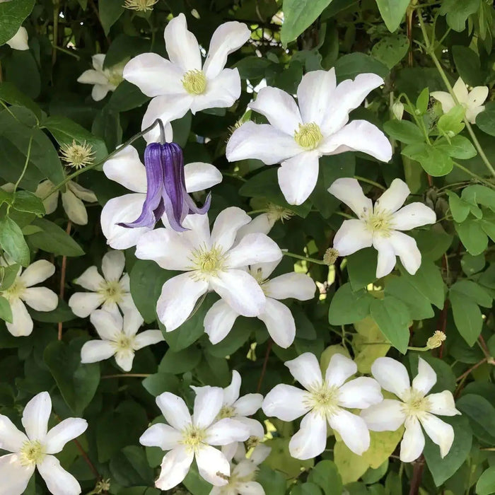 Clematis HULDINE (2.5 ' POTS Plant) PERENNIAL FLOWERS VINE - Caribbean garden seed