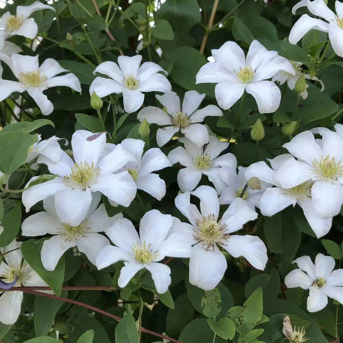 Clematis HULDINE (2.5 ' POTS Plant) PERENNIAL FLOWERS VINE - Caribbean garden seed