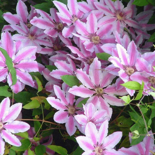 Clematis Nelly Moser (2.5'POT Starter Plant) PERENNIAL VINE - Caribbean garden seed