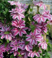 Clematis Nelly Moser (2.5'POT Starter Plant) PERENNIAL VINE - Caribbean garden seed