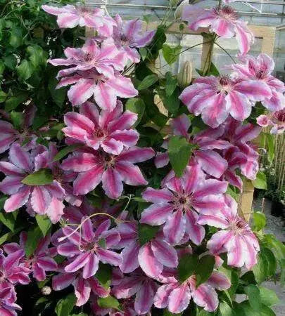 Clematis Nelly Moser (2.5'POT Starter Plant) PERENNIAL VINE - Caribbean garden seed