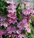 Clematis Nelly Moser (2.5'POT Starter Plant) PERENNIAL VINE - Caribbean garden seed