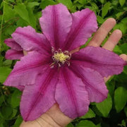 CLEMATIS LIBERATION EVIFIVE- Starter Plant VINE - Caribbean garden seed