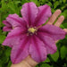 CLEMATIS LIBERATION EVIFIVE- Starter Plant VINE - Caribbean garden seed