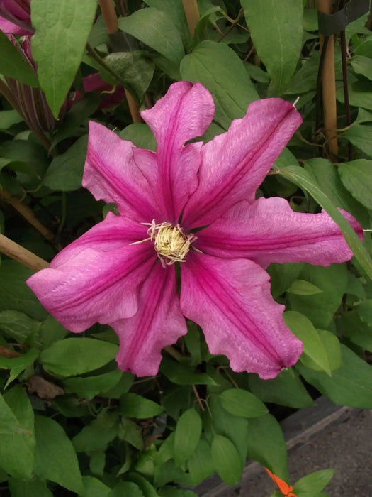 CLEMATIS LIBERATION EVIFIVE- Starter Plant VINE - Caribbean garden seed