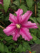 CLEMATIS LIBERATION EVIFIVE- Starter Plant VINE - Caribbean garden seed