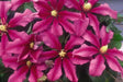 CLEMATIS LIBERATION EVIFIVE- Starter Plant VINE - Caribbean garden seed