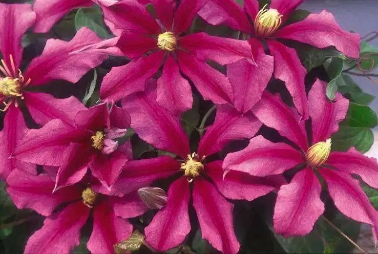 CLEMATIS LIBERATION EVIFIVE- Starter Plant VINE - Caribbean garden seed