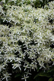 Clematis mandshurica  - Flower Seeds, PERENNIAL - Caribbean garden seed