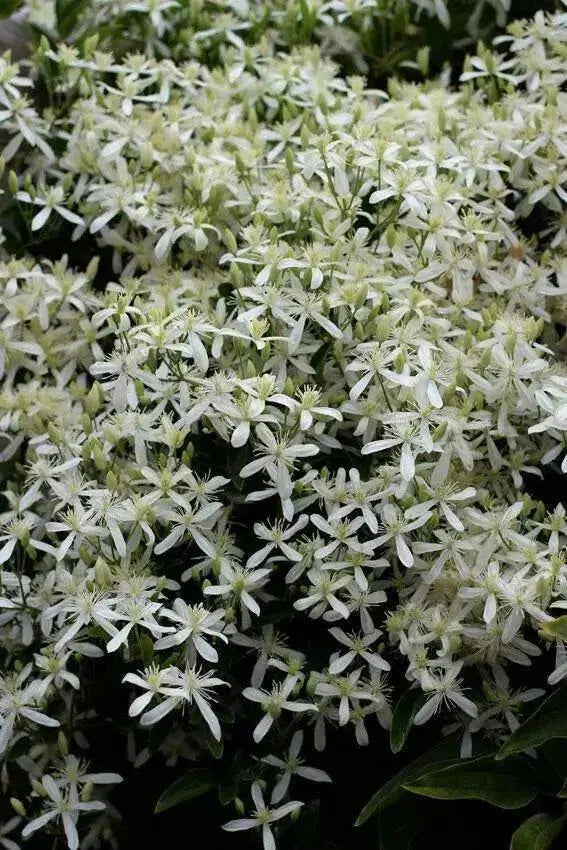 Clematis mandshurica  - Flower Seeds, PERENNIAL - Caribbean garden seed