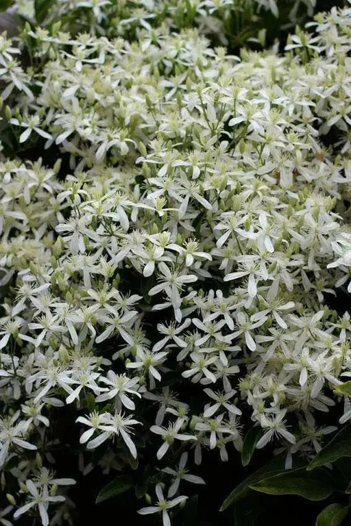 Clematis mandshurica  - Flower Seeds, PERENNIAL - Caribbean garden seed