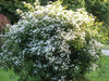 Clematis mandshurica  - Flower Seeds, PERENNIAL - Caribbean garden seed