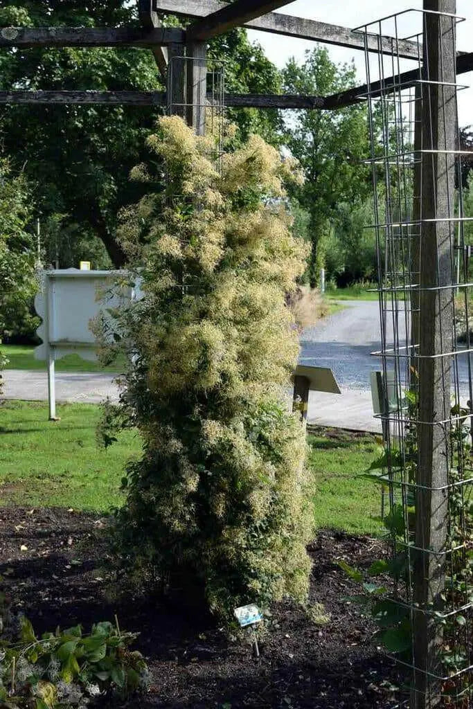 Clematis mandshurica  - Flower Seeds, PERENNIAL - Caribbean garden seed
