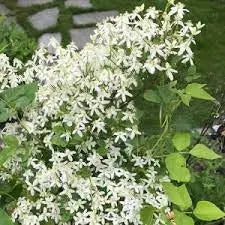Clematis mandshurica  - Flower Seeds, PERENNIAL - Caribbean garden seed