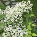 Clematis mandshurica  - Flower Seeds, PERENNIAL - Caribbean garden seed