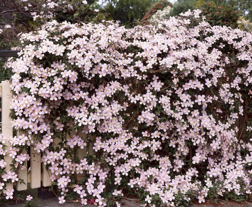 CLEMATIS Montana Elizabeth- Starter Plant, FLOWERS VINE - Caribbean garden seed