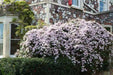 CLEMATIS Montana Elizabeth- Starter Plant, FLOWERS VINE - Caribbean garden seed