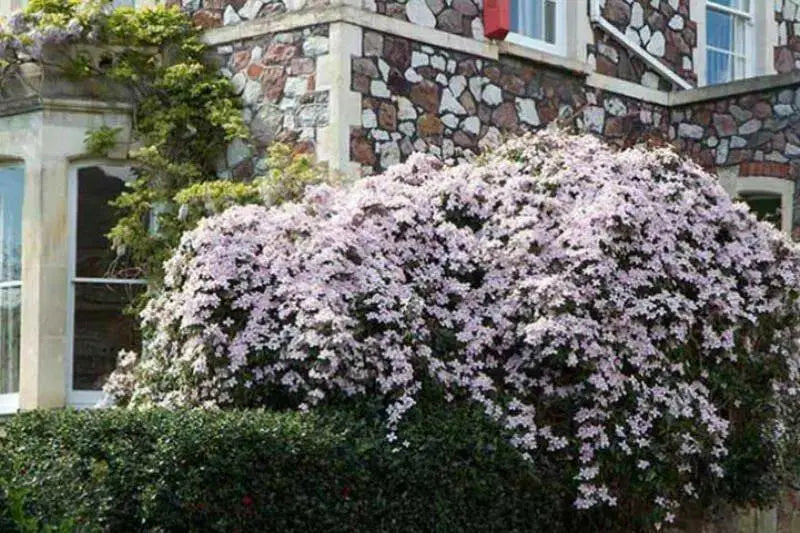 CLEMATIS Montana Elizabeth- Starter Plant, FLOWERS VINE - Caribbean garden seed