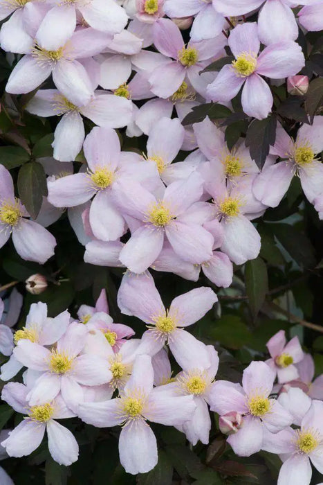 CLEMATIS Montana Elizabeth- Starter Plant, FLOWERS VINE - Caribbean garden seed