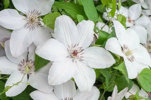 Clematis John Paul II- 2.5' POT Starter Plant, PERENNIAL VINE - Caribbean garden seed
