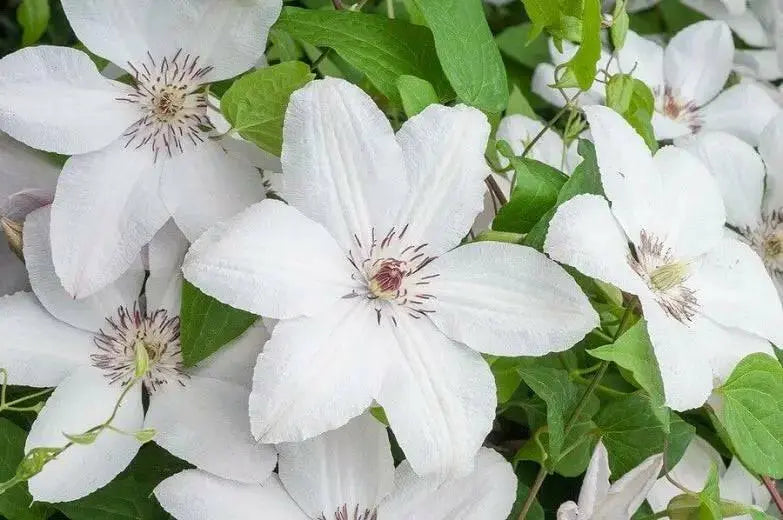 Clematis John Paul II- 2.5' POT Starter Plant, PERENNIAL VINE - Caribbean garden seed