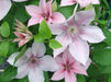 Clematis John Paul II- 2.5' POT Starter Plant, PERENNIAL VINE - Caribbean garden seed