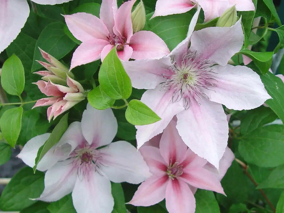 Clematis John Paul II- 2.5' POT Starter Plant, PERENNIAL VINE - Caribbean garden seed