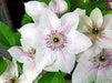 Clematis John Paul II- 2.5' POT Starter Plant, PERENNIAL VINE - Caribbean garden seed