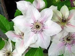Clematis John Paul II- 2.5' POT Starter Plant, PERENNIAL VINE - Caribbean garden seed