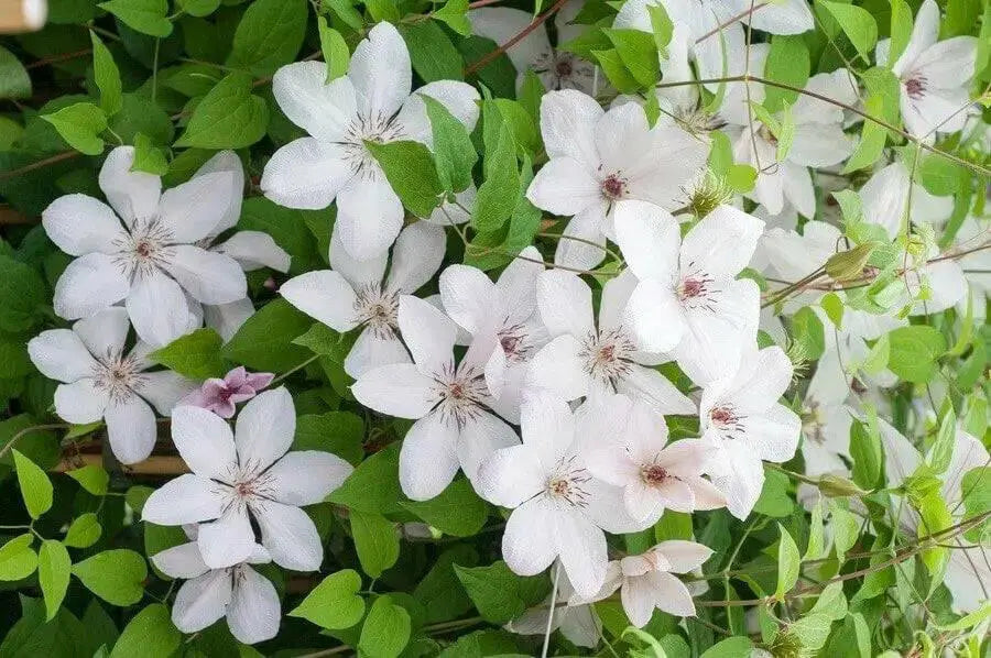 Clematis John Paul II- 2.5' POT Starter Plant, PERENNIAL VINE - Caribbean garden seed